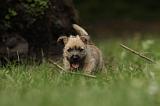 CAIRN TERRIER 423